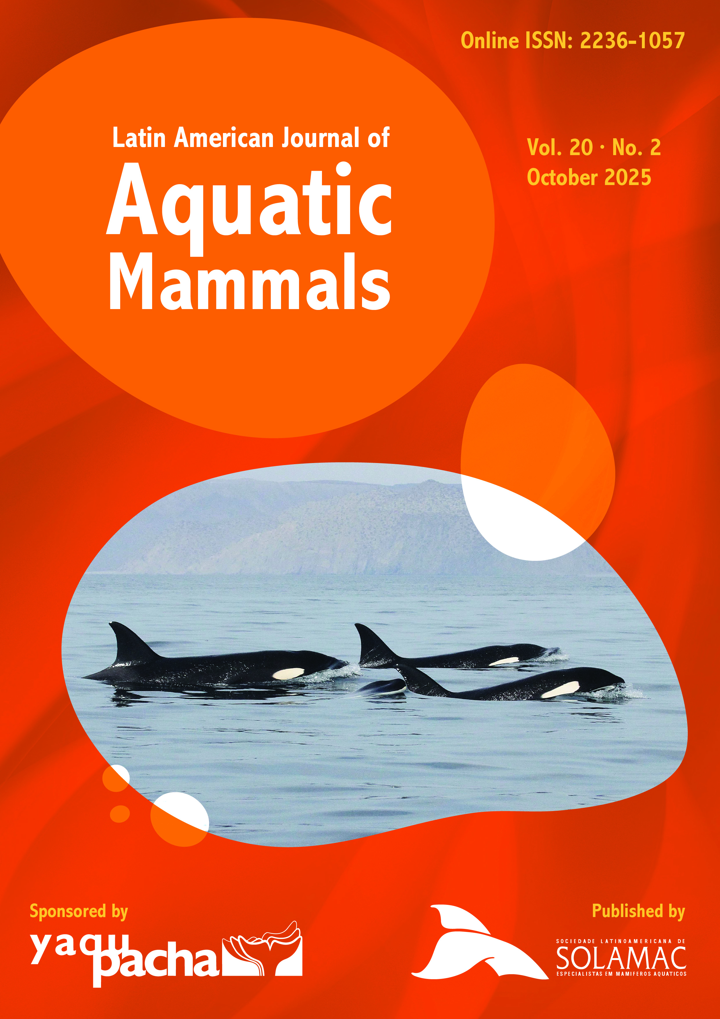 A pod of four orcas surface close to shore in the Gulf of California, Mexico.